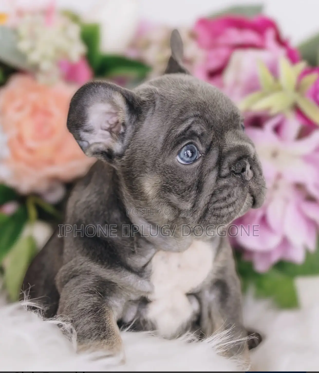 1-3 months Male Purebred French Bulldog