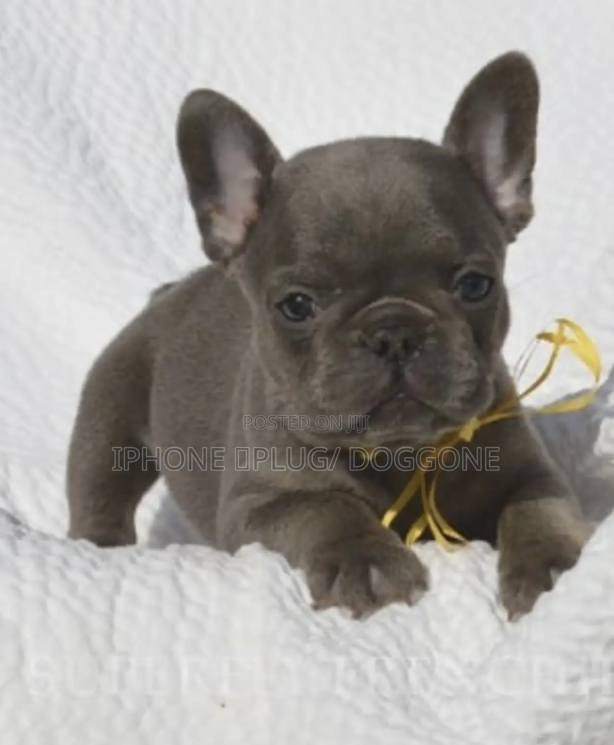 1-3 months Male Purebred French Bulldog