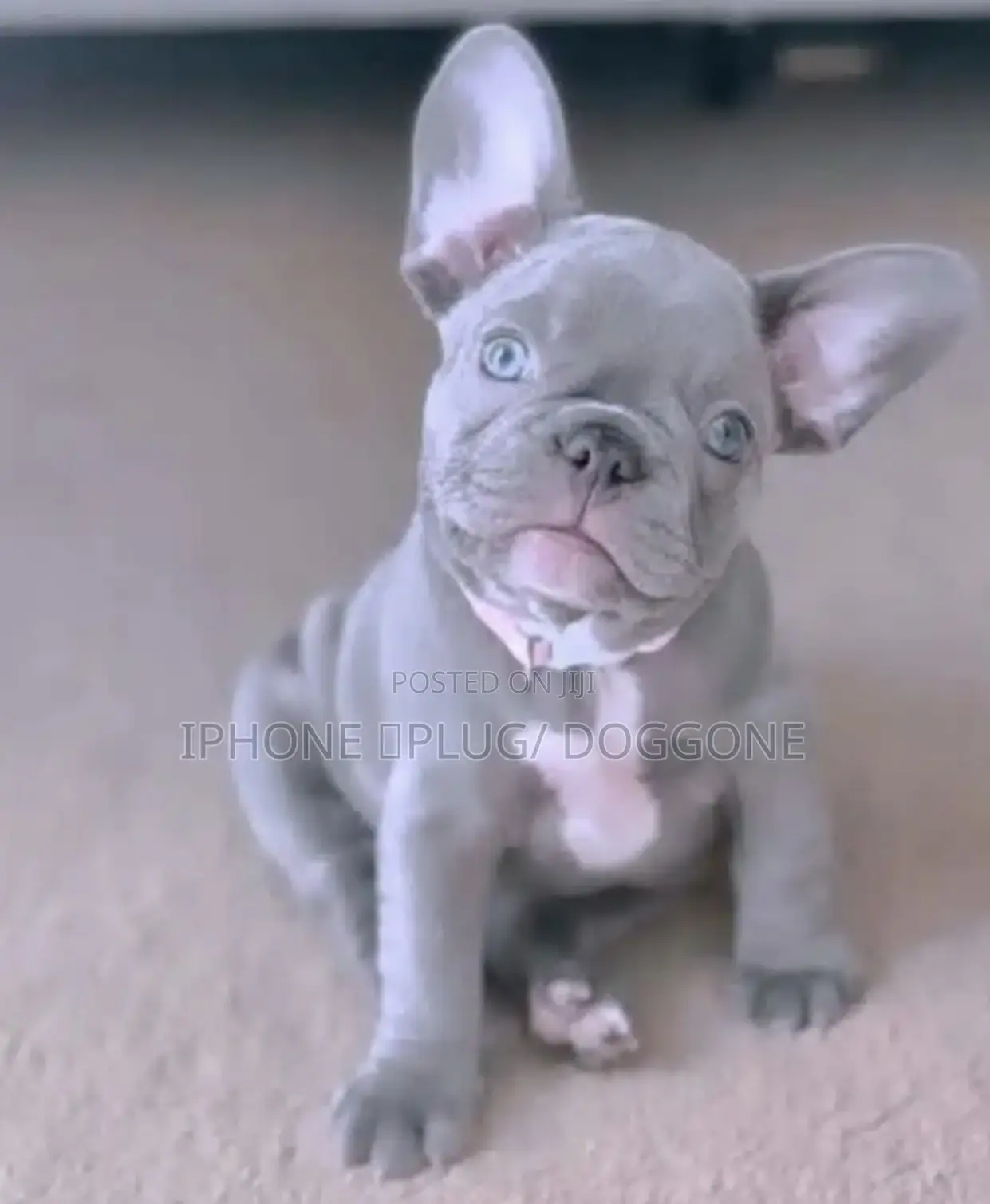 1-3 months Female Purebred French Bulldog
