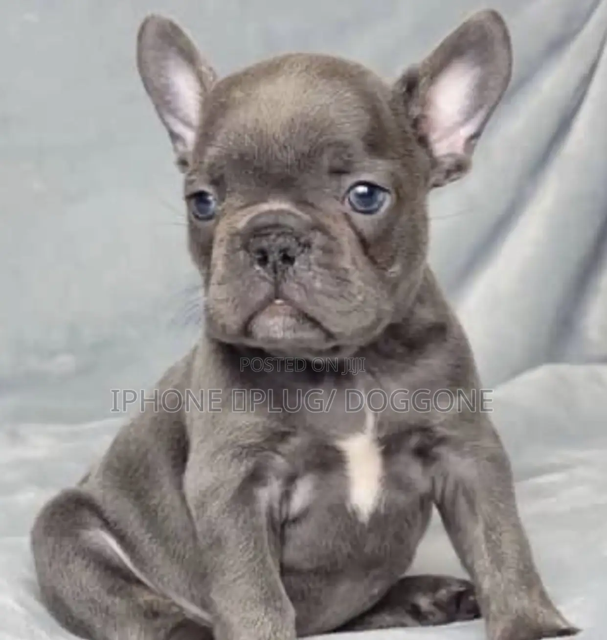 1-3 months Female Purebred French Bulldog