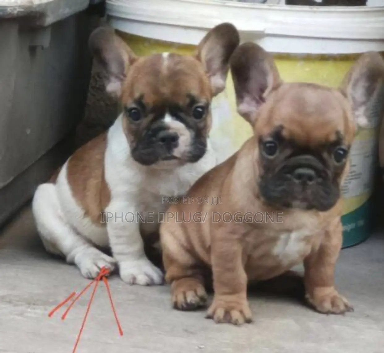 1-3 months Female Purebred French Bulldog