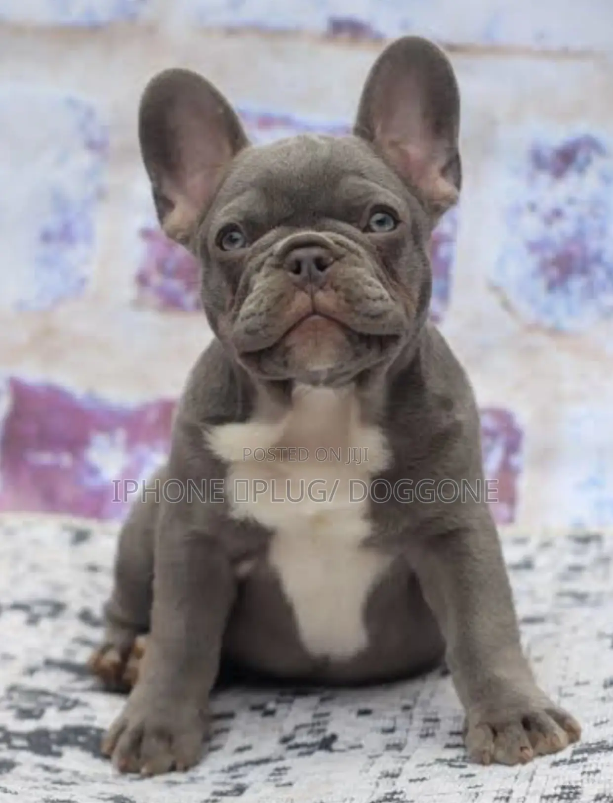 1-3 months Female Purebred French Bulldog