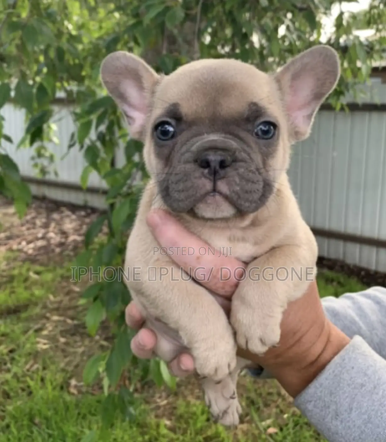 1-3 months Female Purebred French Bulldog