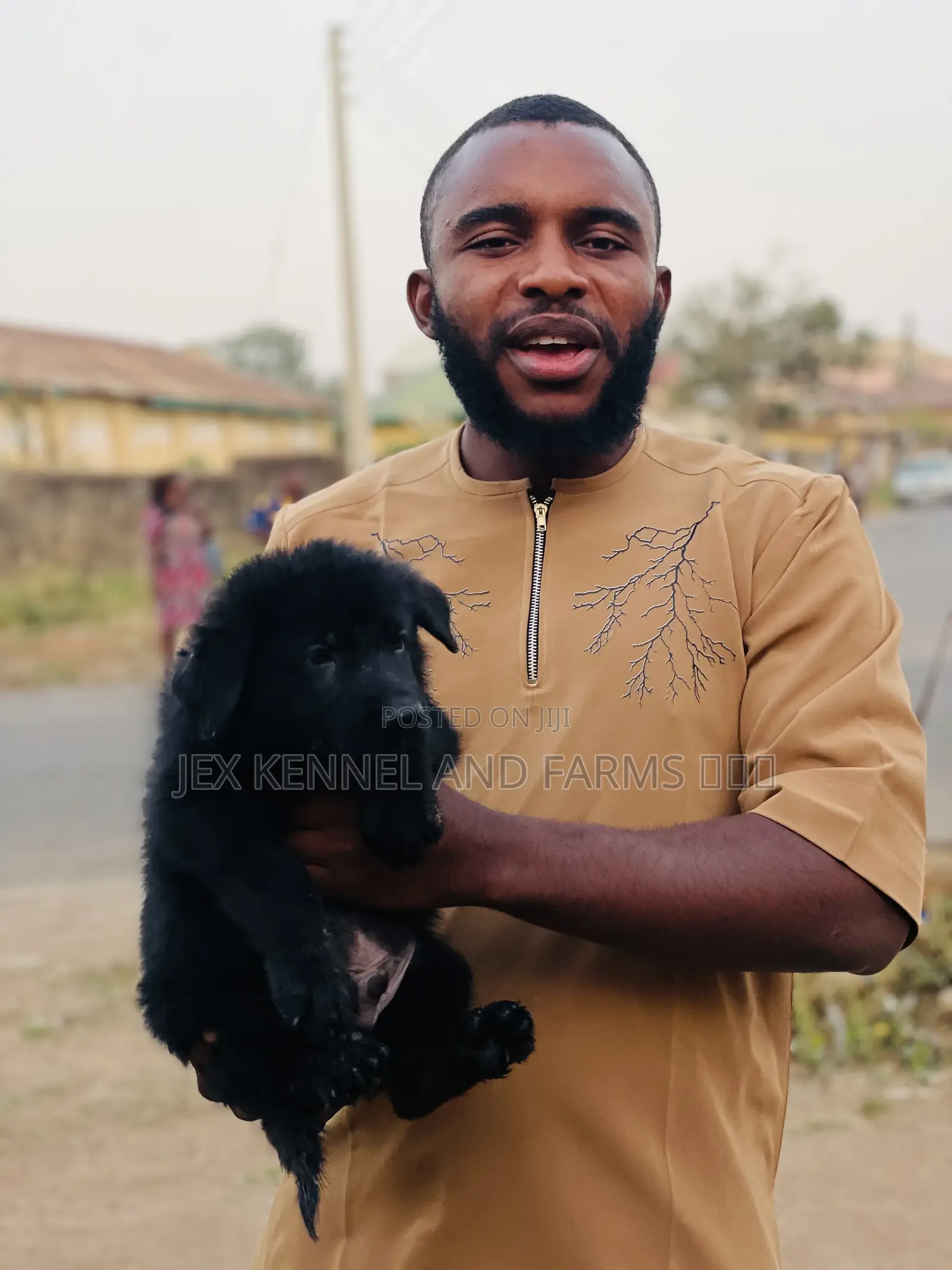 1-3 months Male Purebred German Shepherd