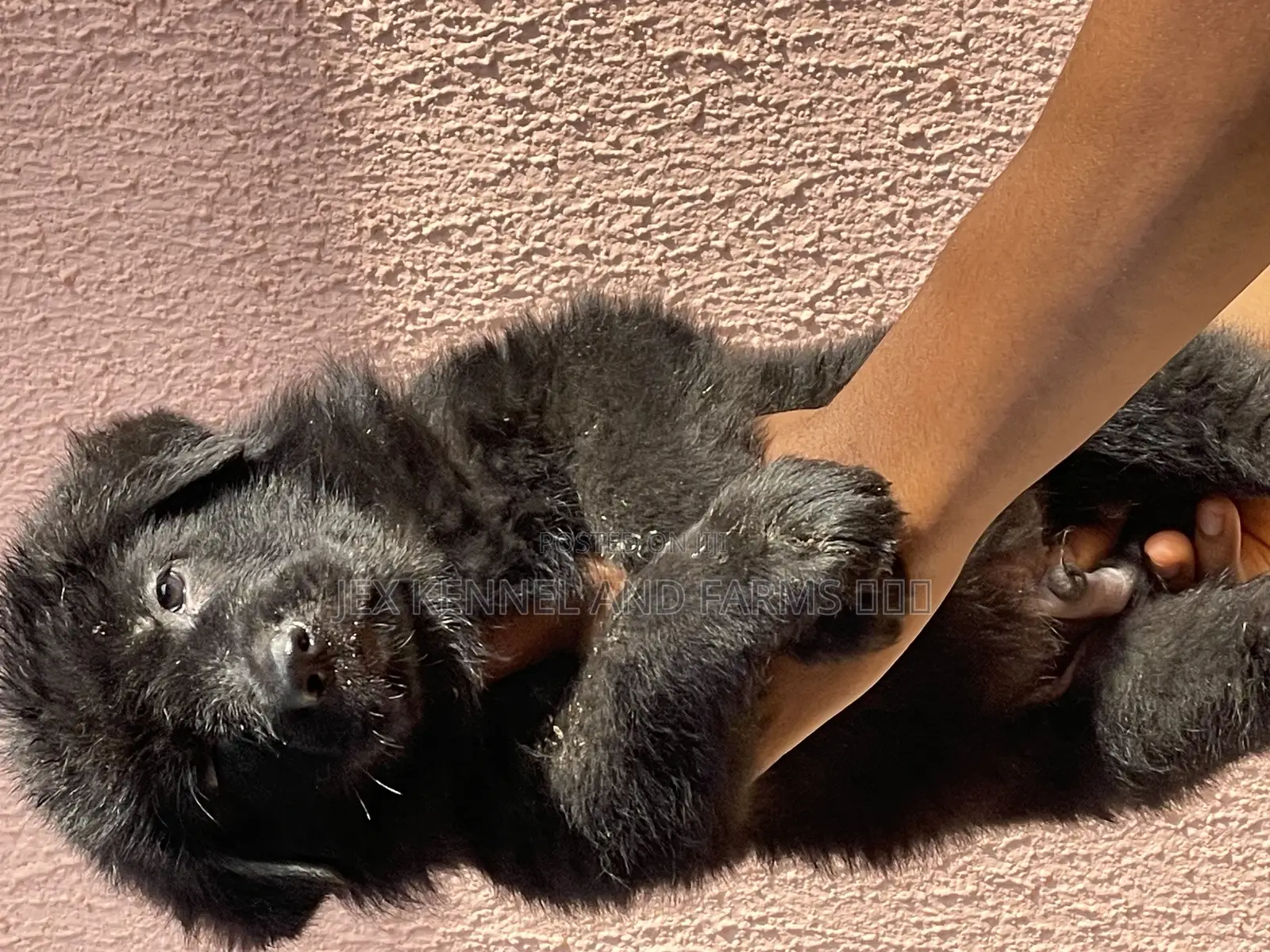 1-3 months Male Purebred German Shepherd