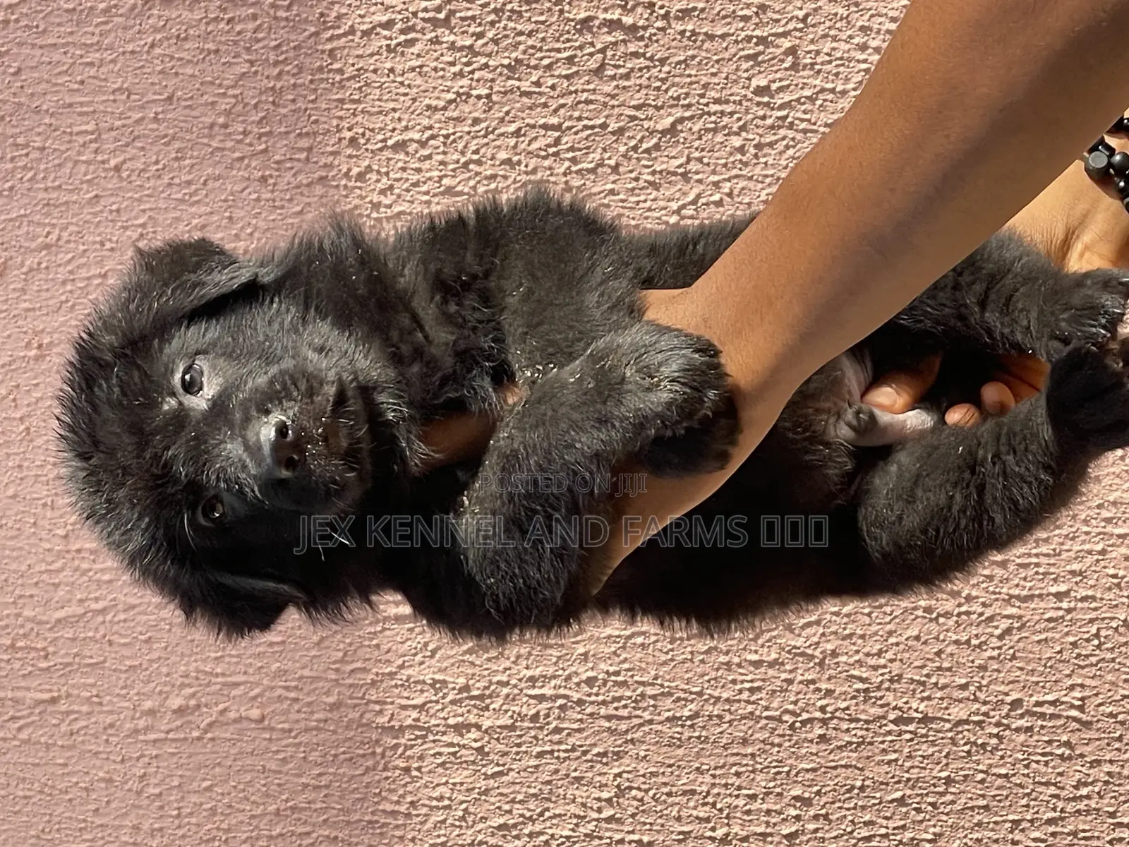1-3 months Male Purebred German Shepherd
