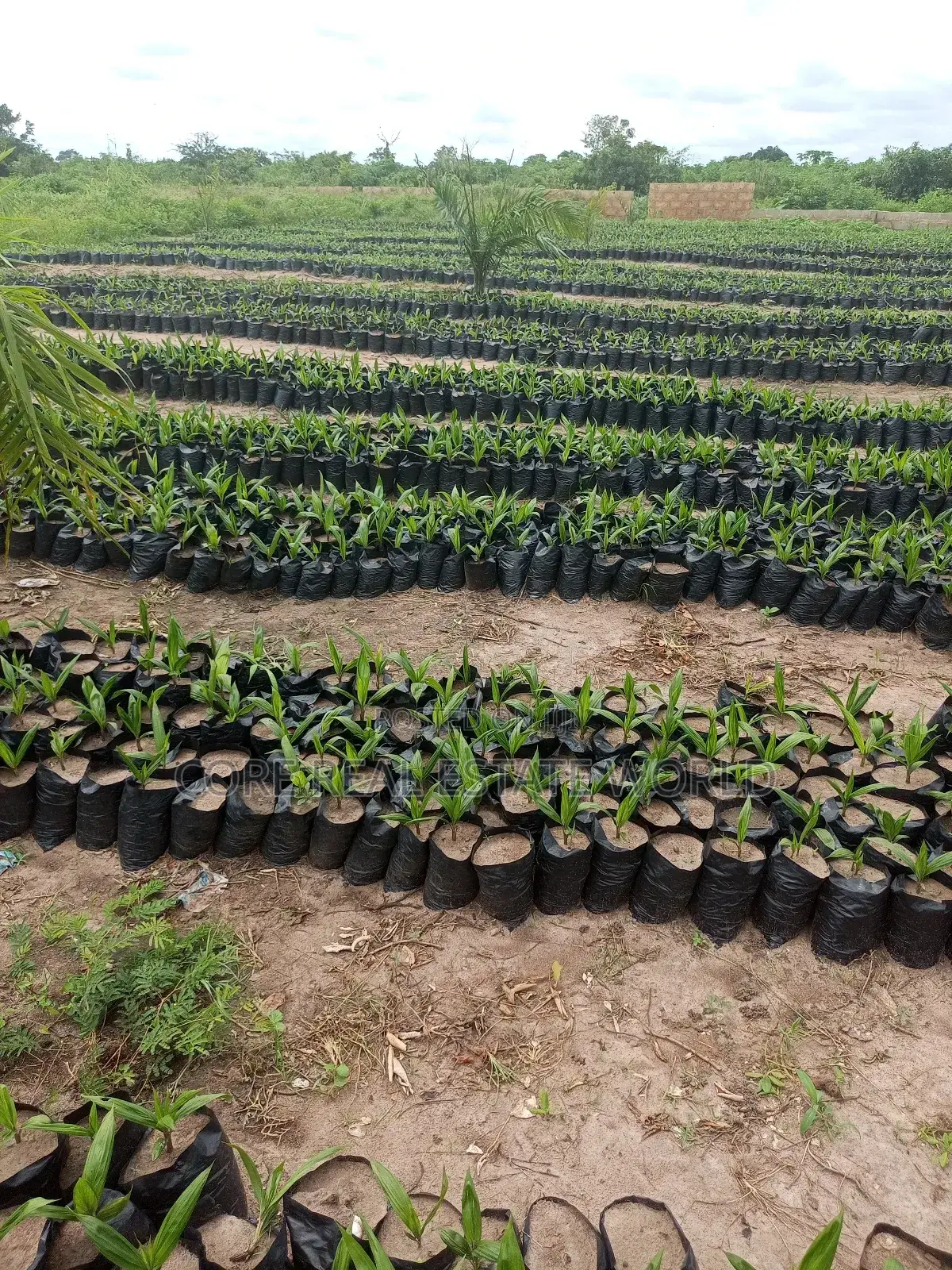 Palmrich Farm Estate Ewekoro Ogun State