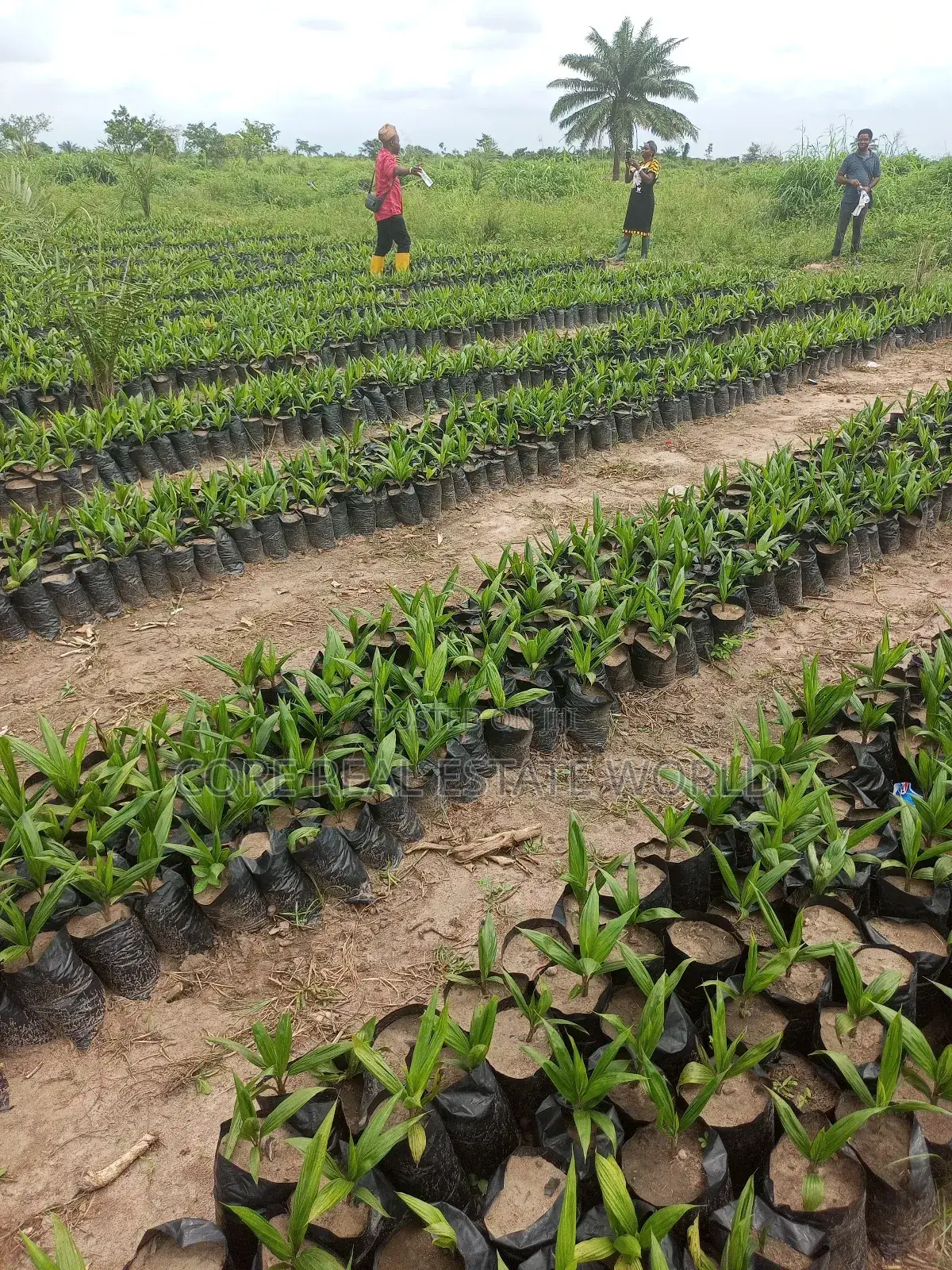 Palmrich Farm Estate Ewekoro Ogun State