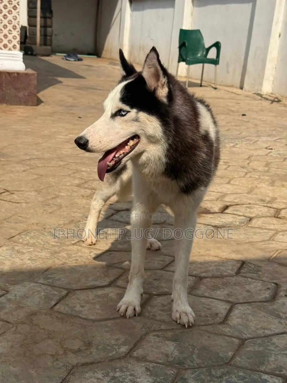 1+ year Male Purebred Siberian Husky