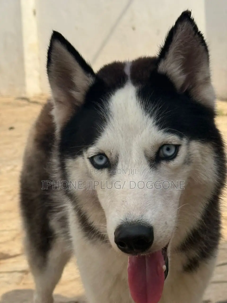 1+ year Male Purebred Siberian Husky