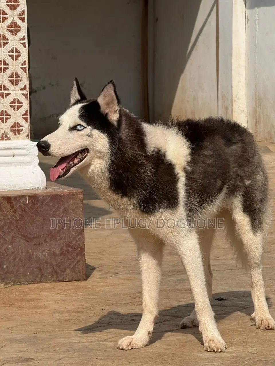 1+ year Male Purebred Siberian Husky