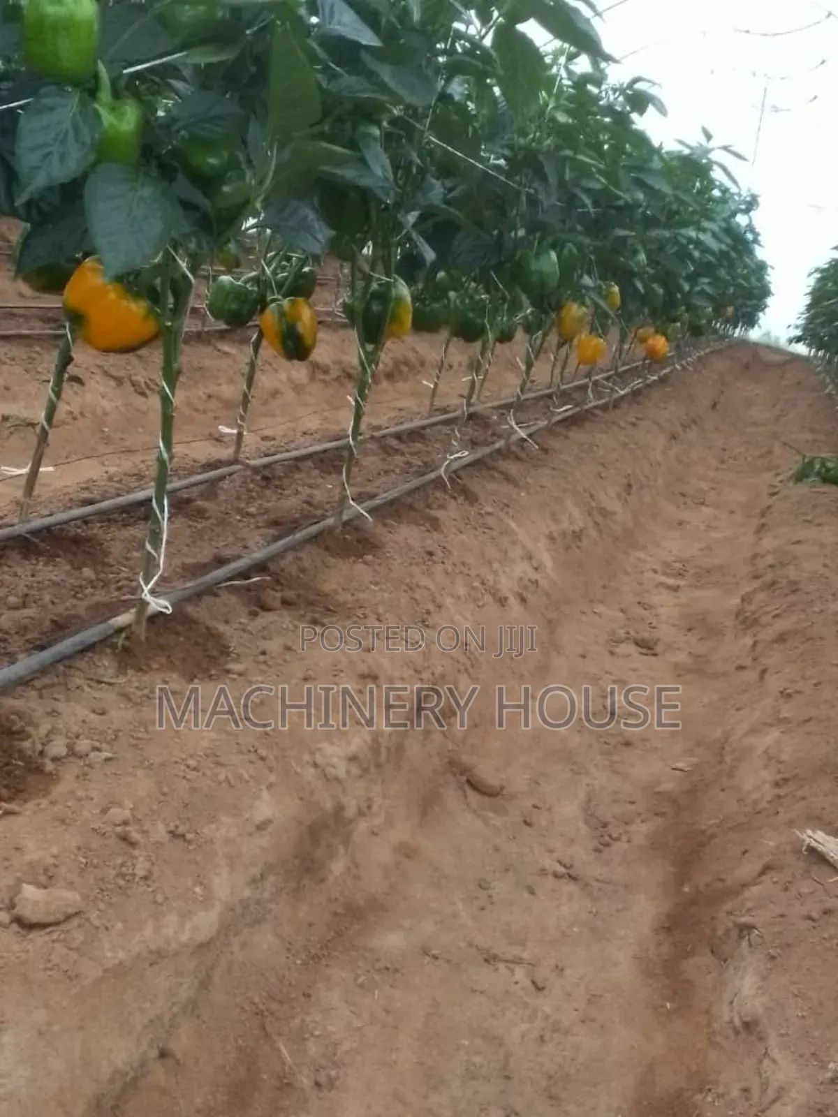 Green House Construction