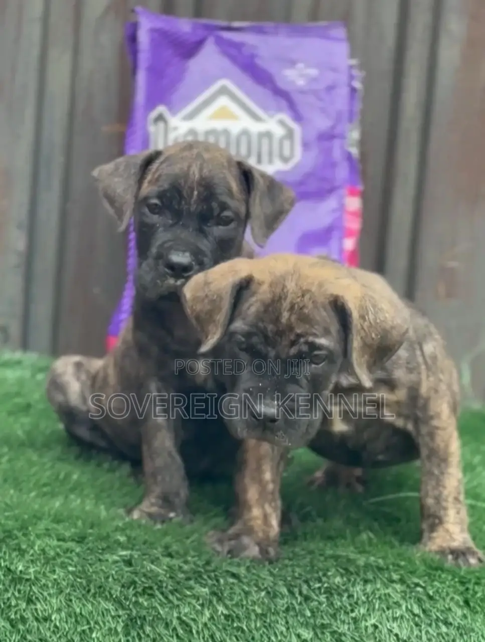 1-3 months Male Purebred Boerboel