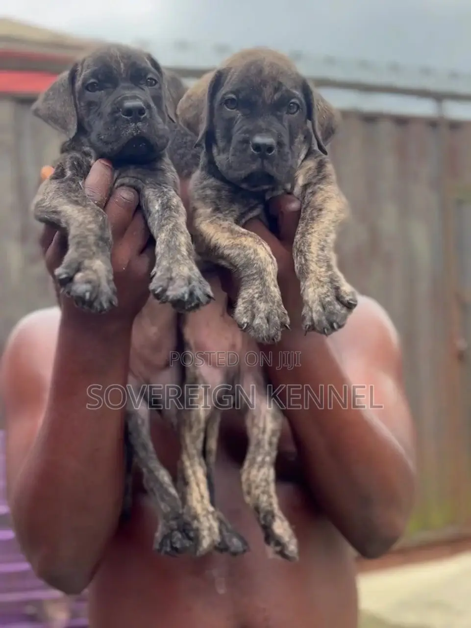 1-3 months Male Purebred Boerboel