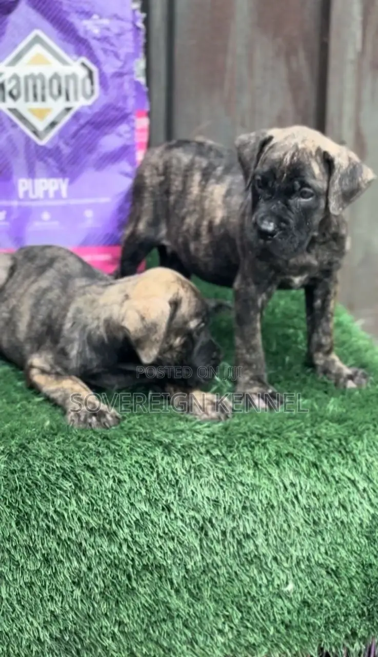 1-3 months Male Purebred Boerboel