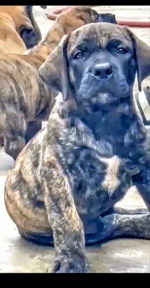 1-3 months Female Purebred Boerboel