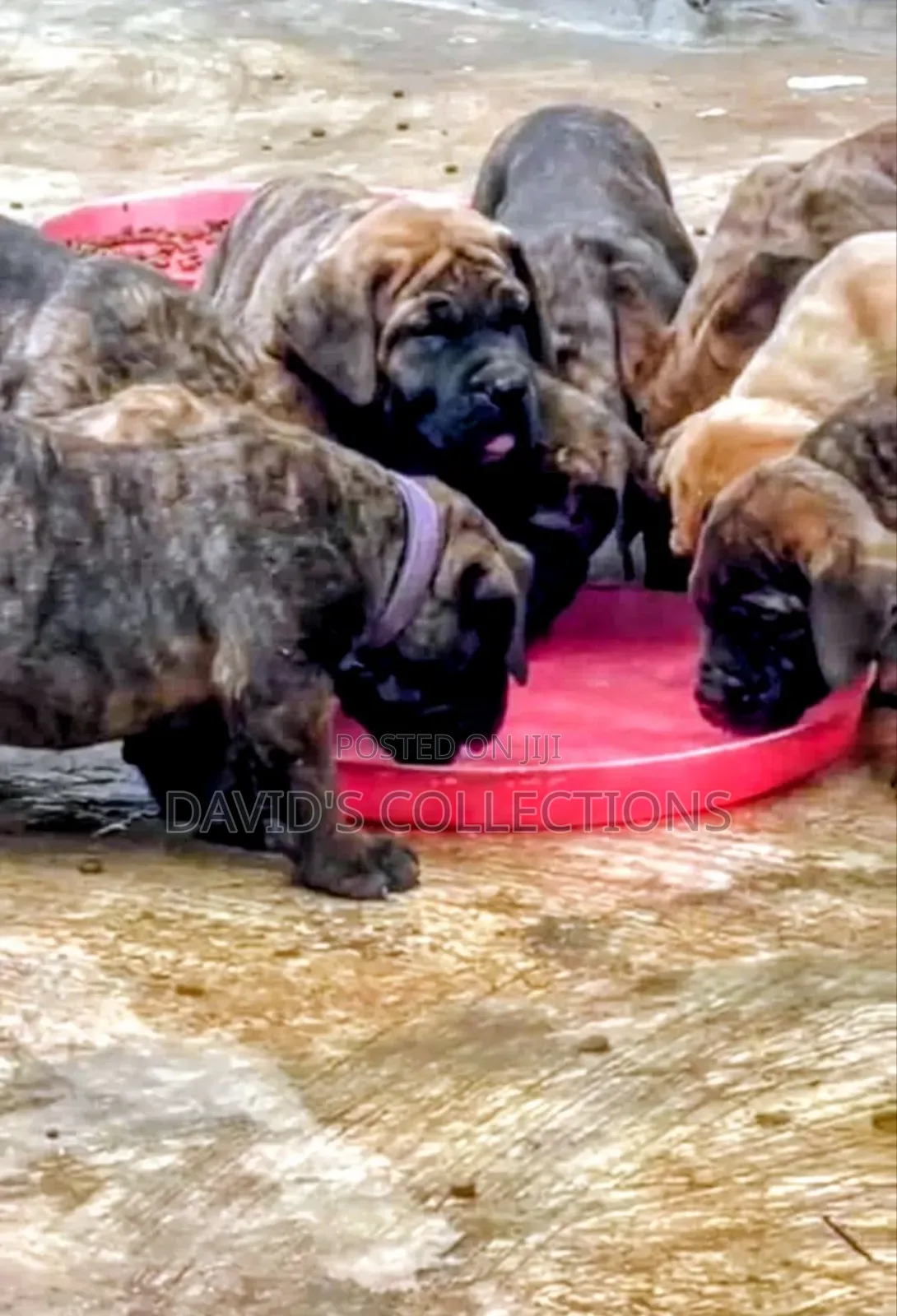 1-3 months Female Purebred Boerboel