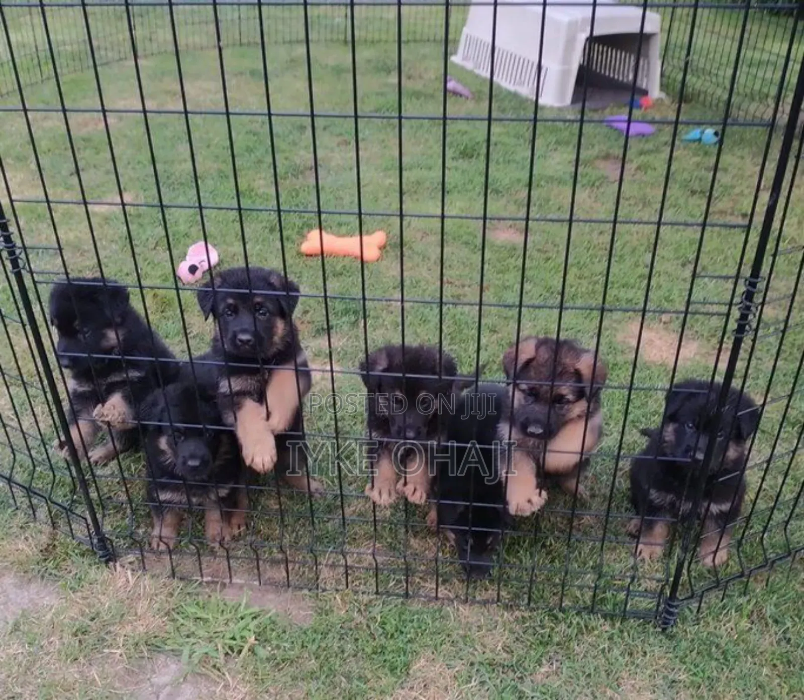 1-3 months Female Purebred German Shepherd