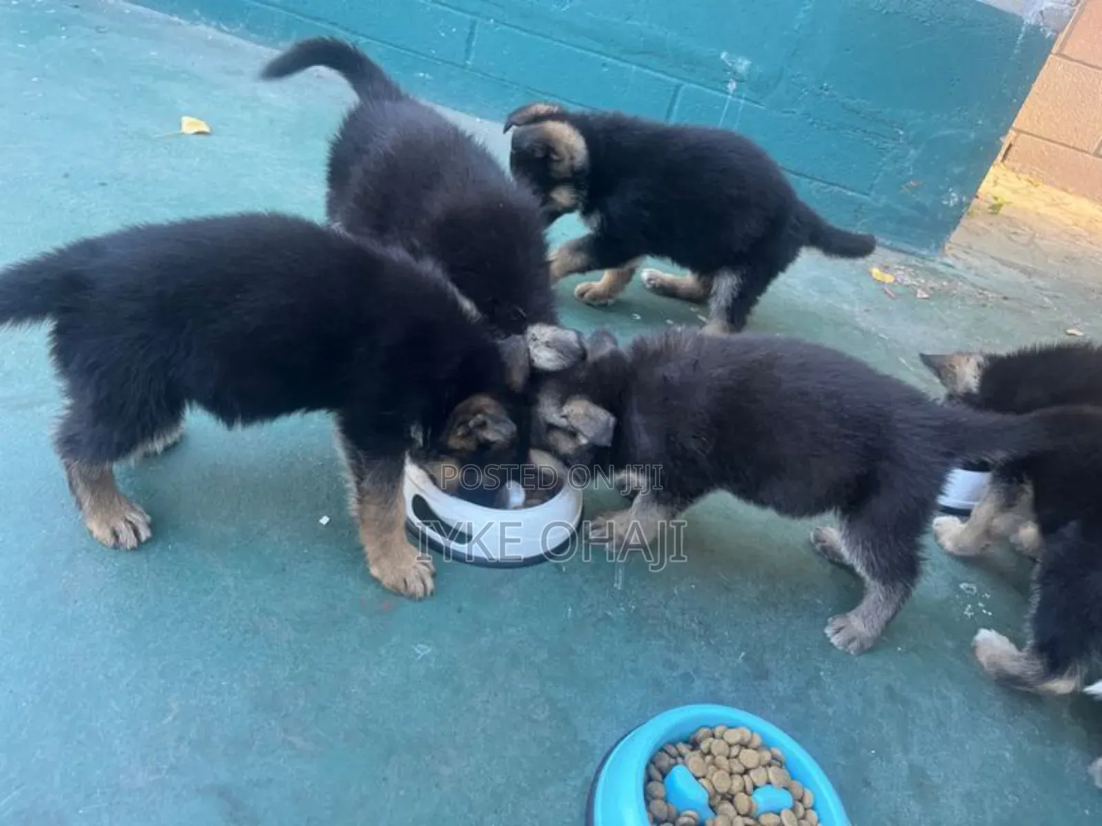 1-3 months Female Purebred German Shepherd