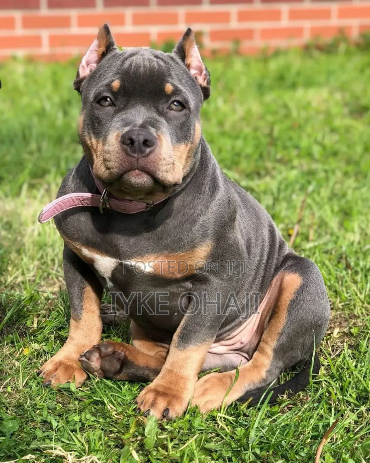 1-3 months Female Purebred American Bully