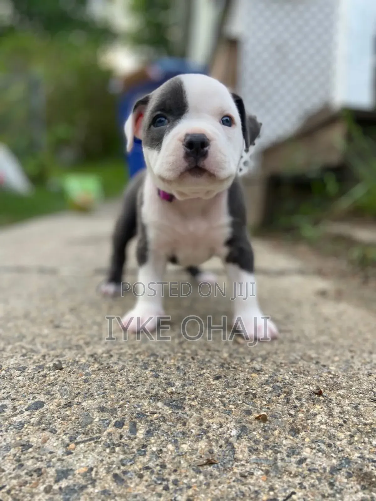 1-3 months Female Purebred American Bully