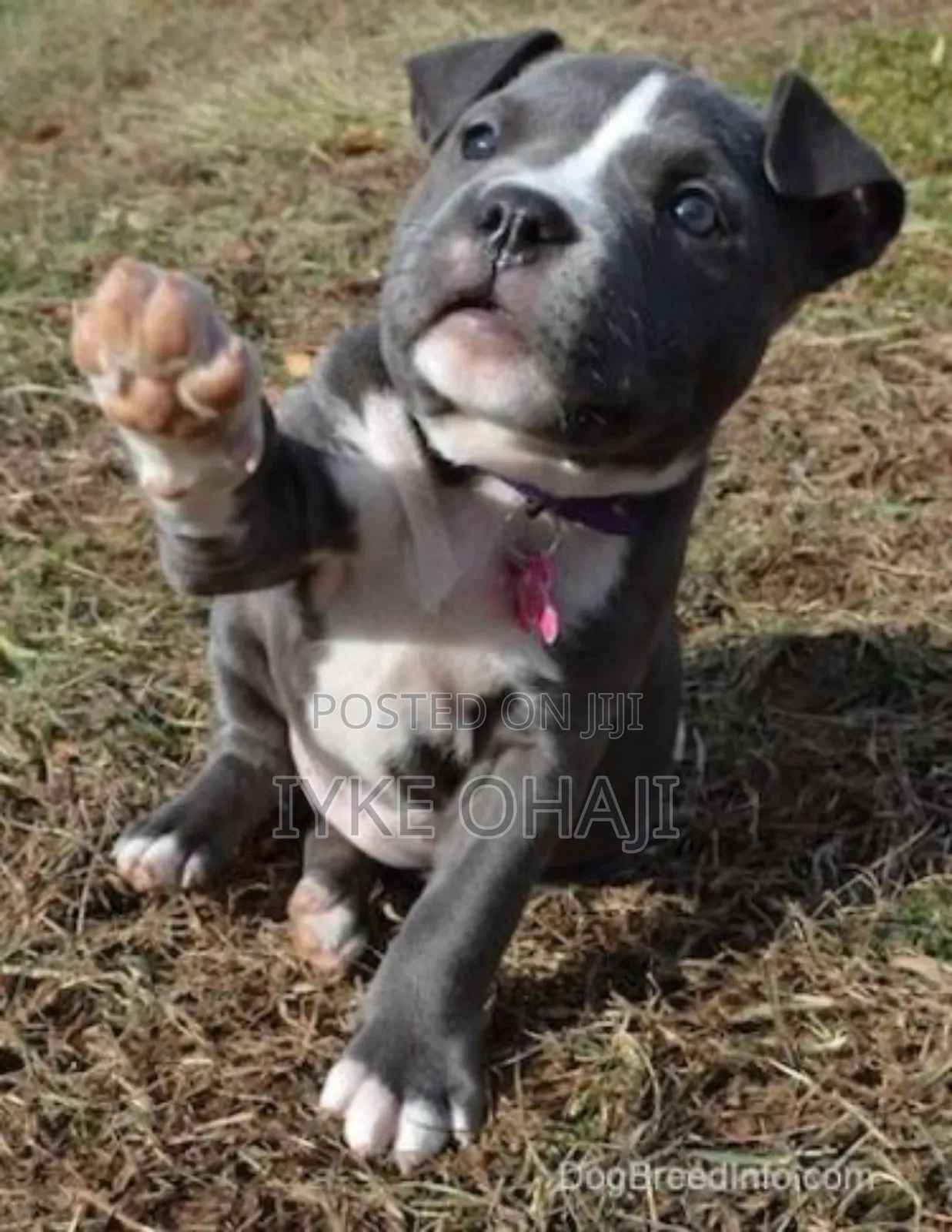 1-3 months Female Purebred American Bully