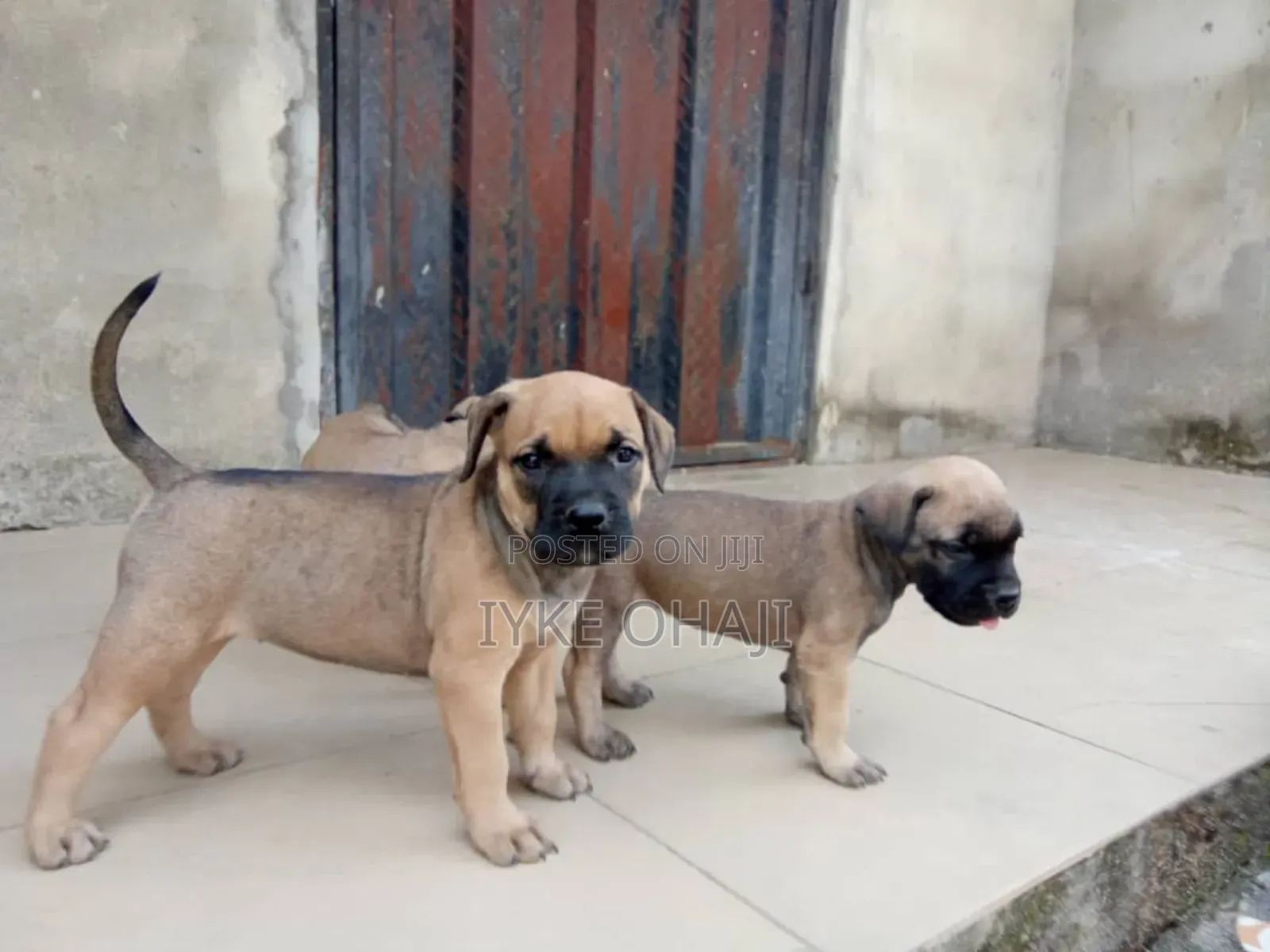 1-3 months Male Purebred Boerboel