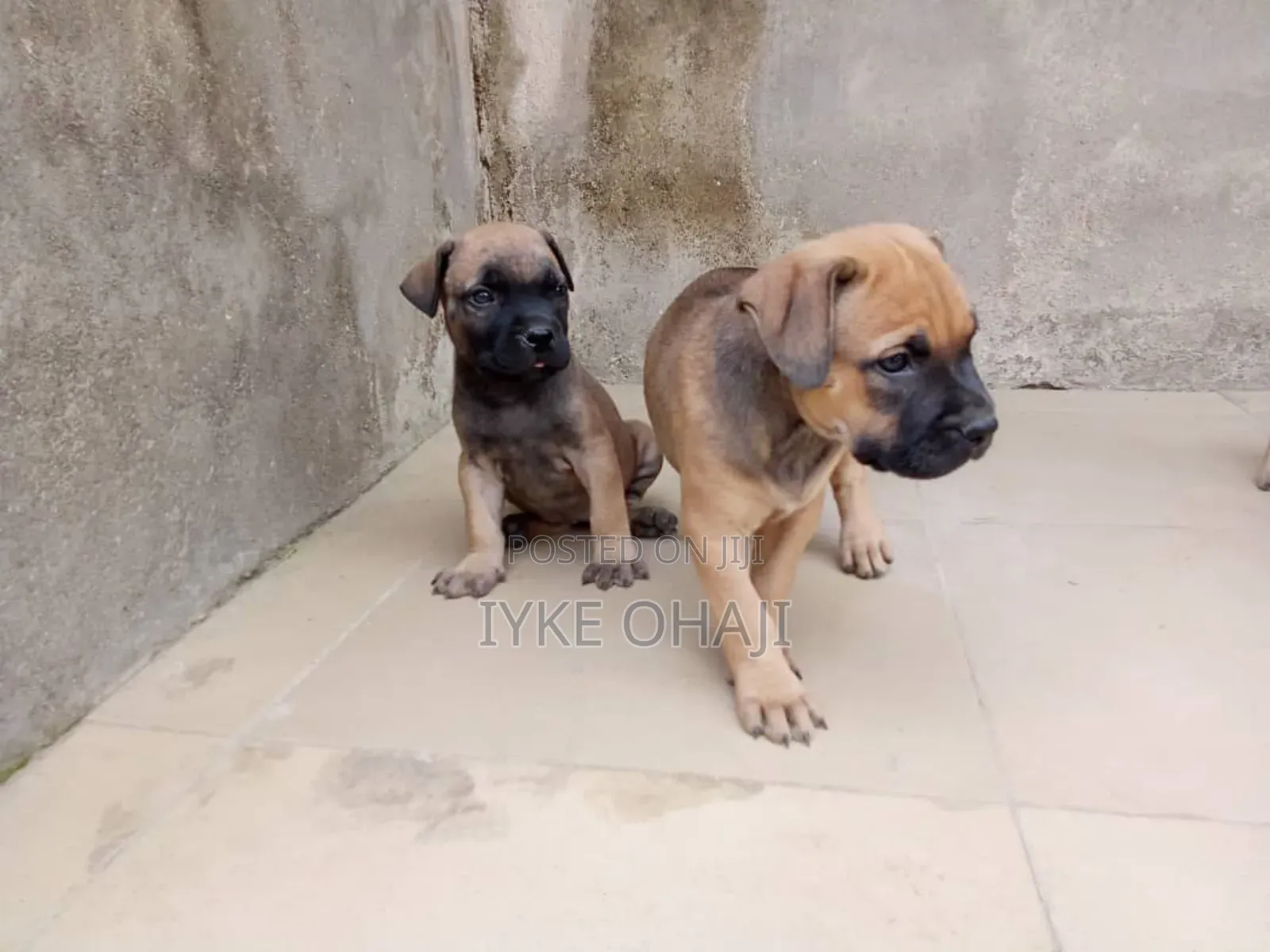 1-3 months Male Purebred Boerboel