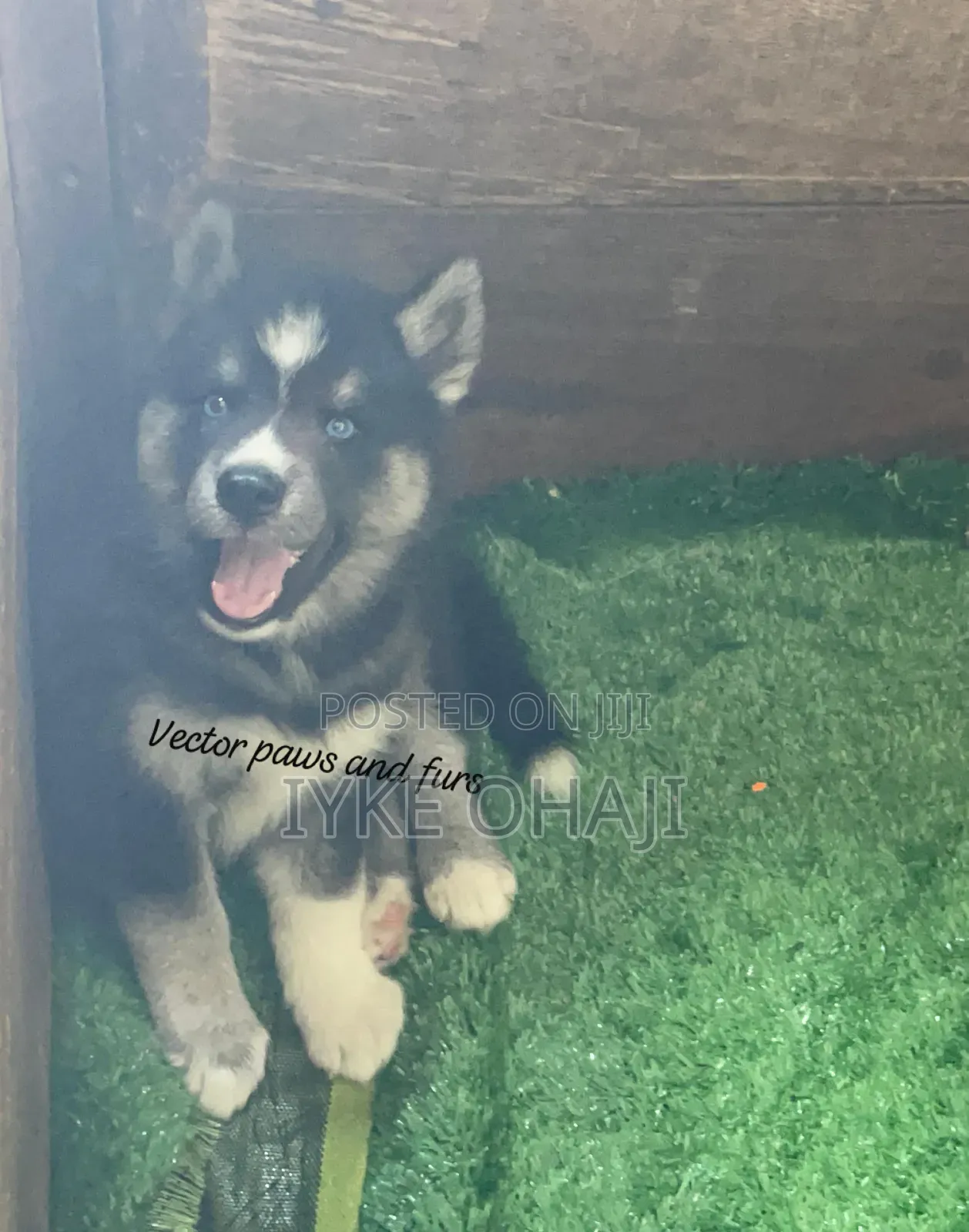 1-3 months Female Purebred Siberian Husky