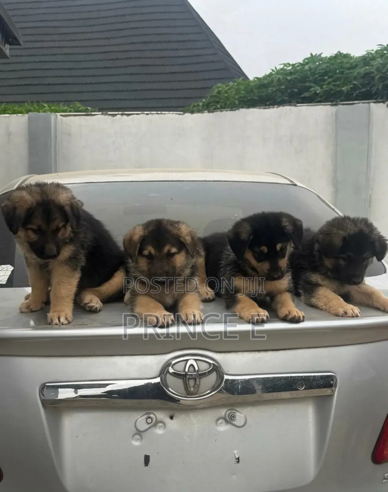 1-3 months Male Purebred German Shepherd