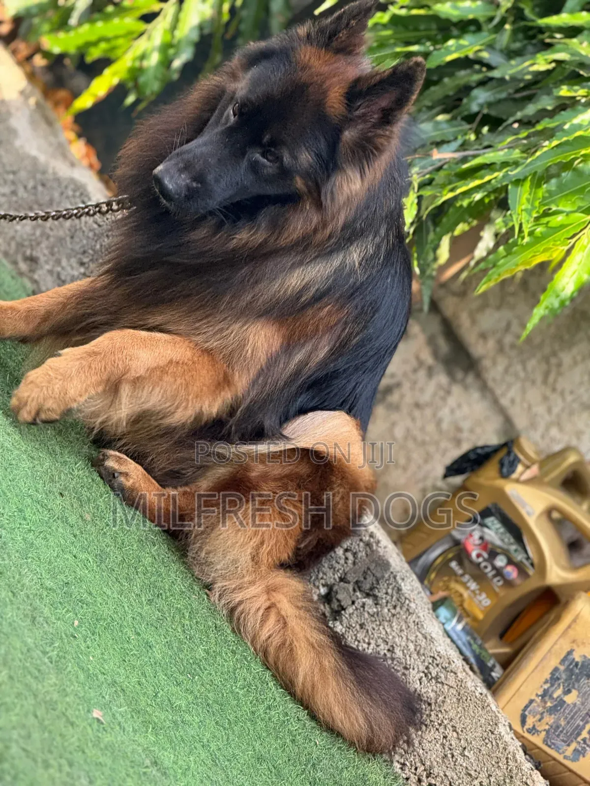 6-12 months Male Purebred German Shepherd