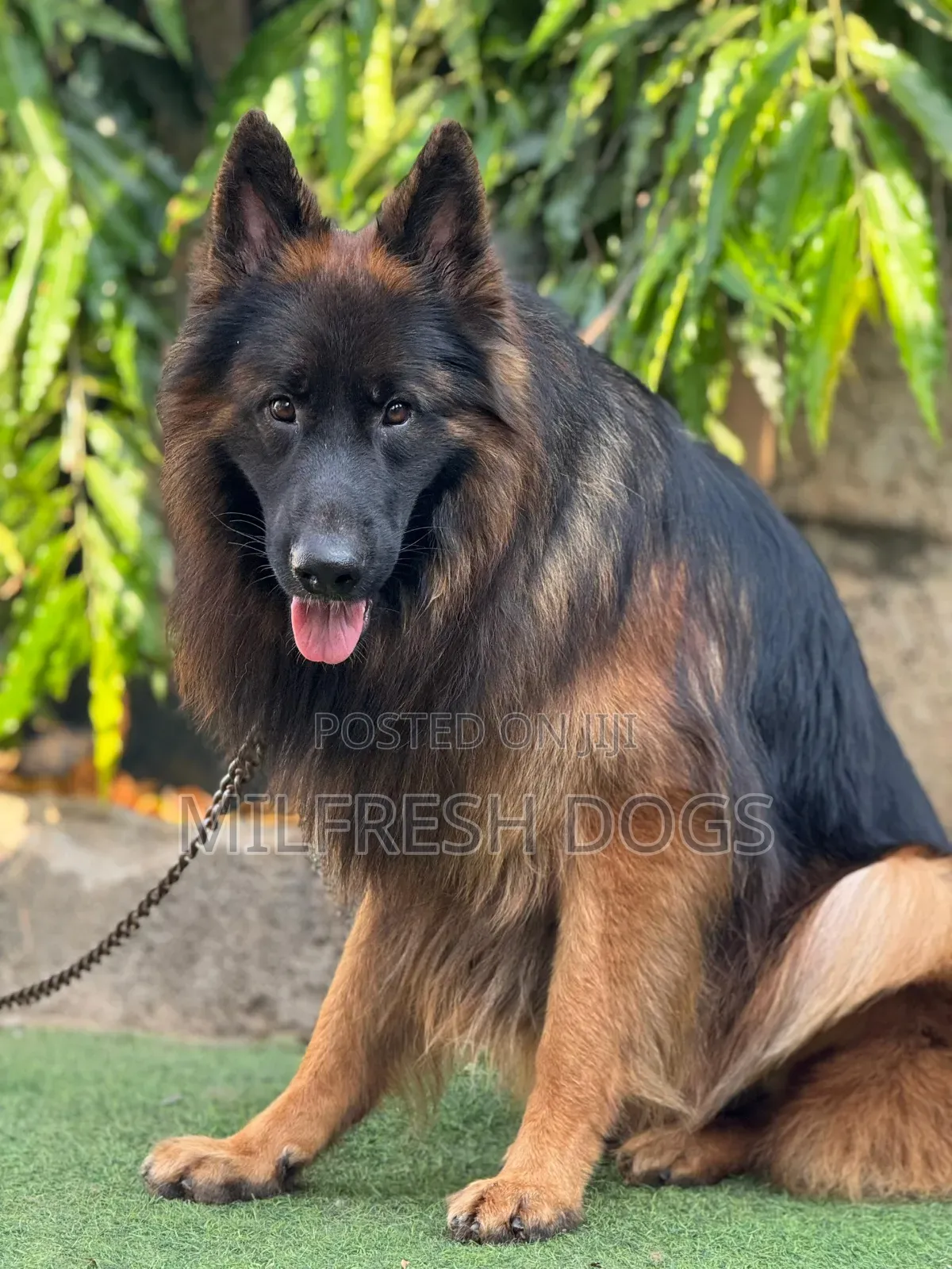 6-12 months Male Purebred German Shepherd