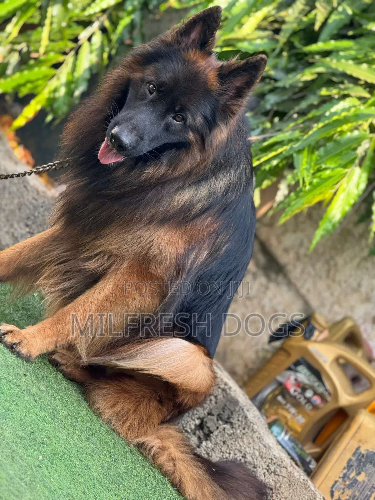 6-12 months Male Purebred German Shepherd