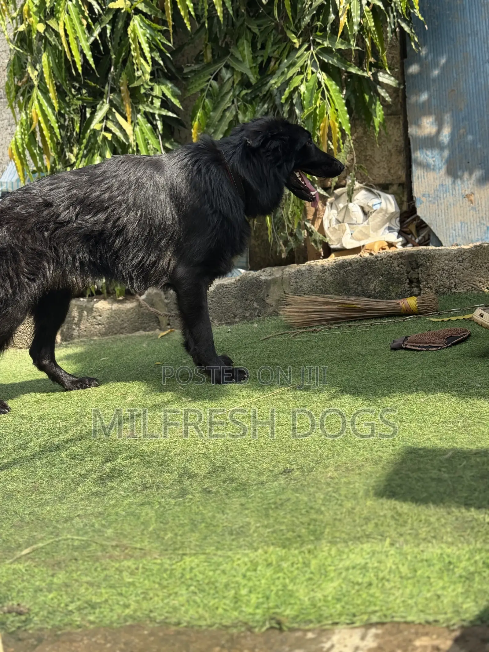 1+ year Male Purebred German Shepherd