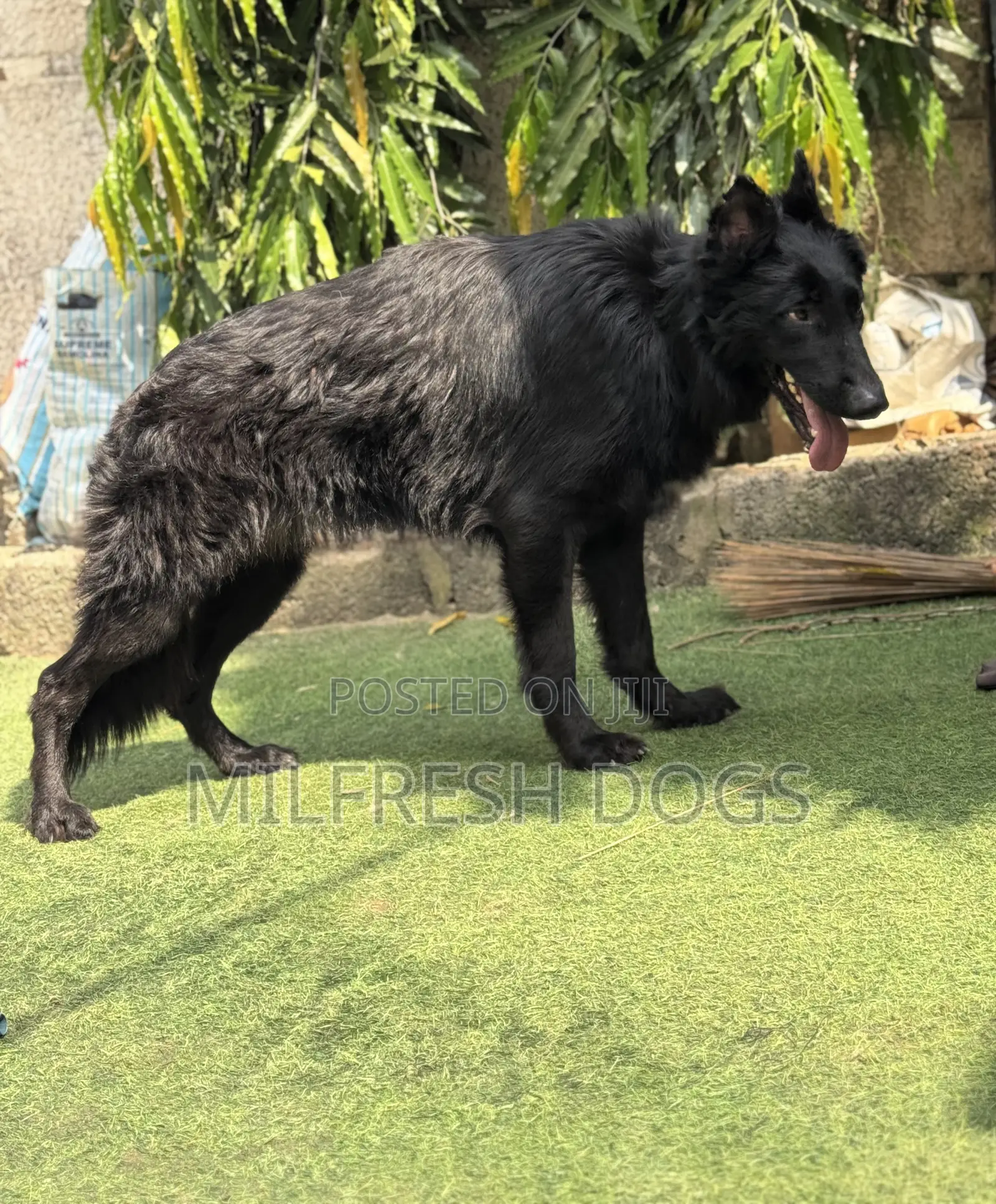 1+ year Male Purebred German Shepherd