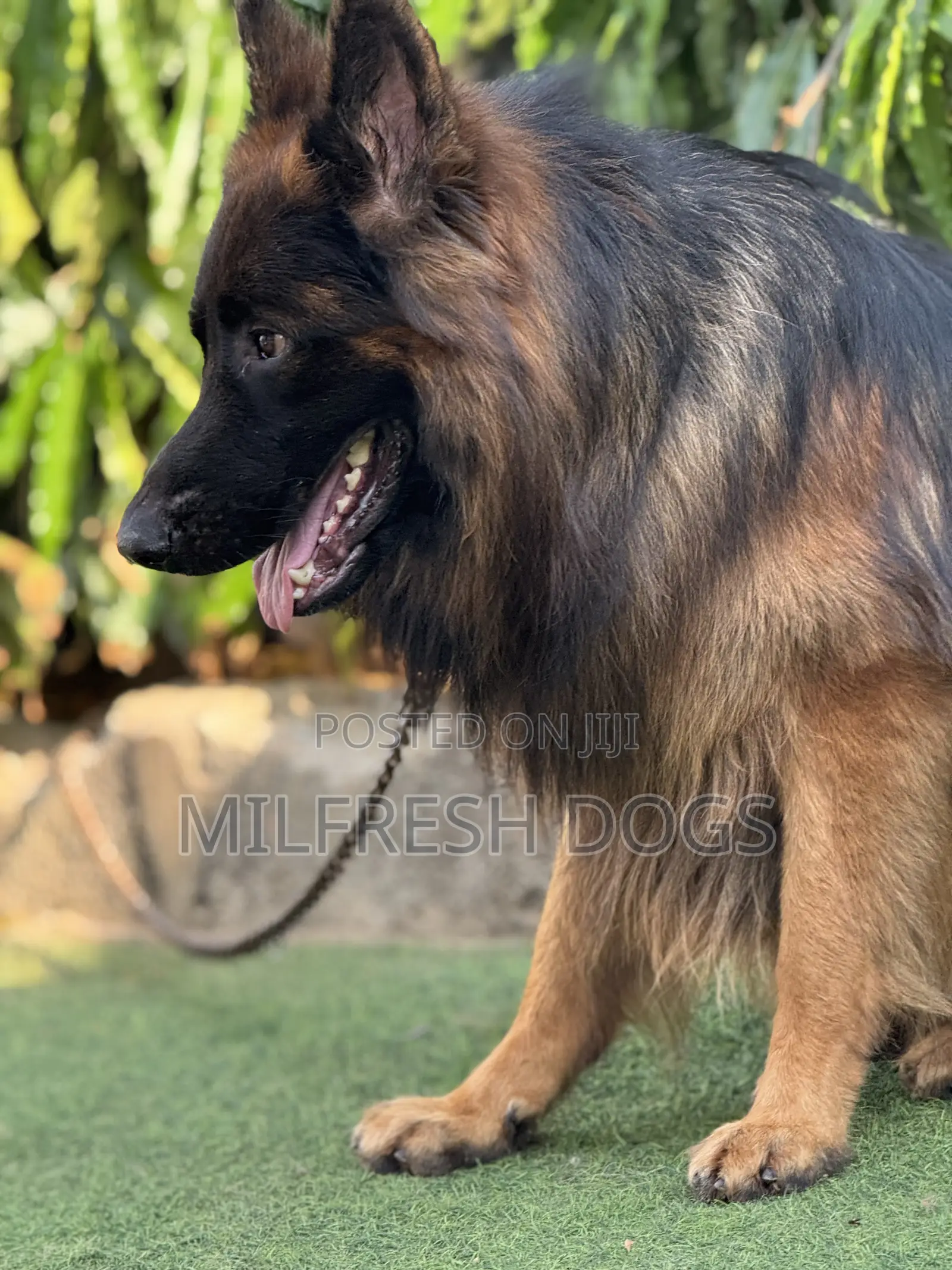 6-12 months Male Purebred German Shepherd