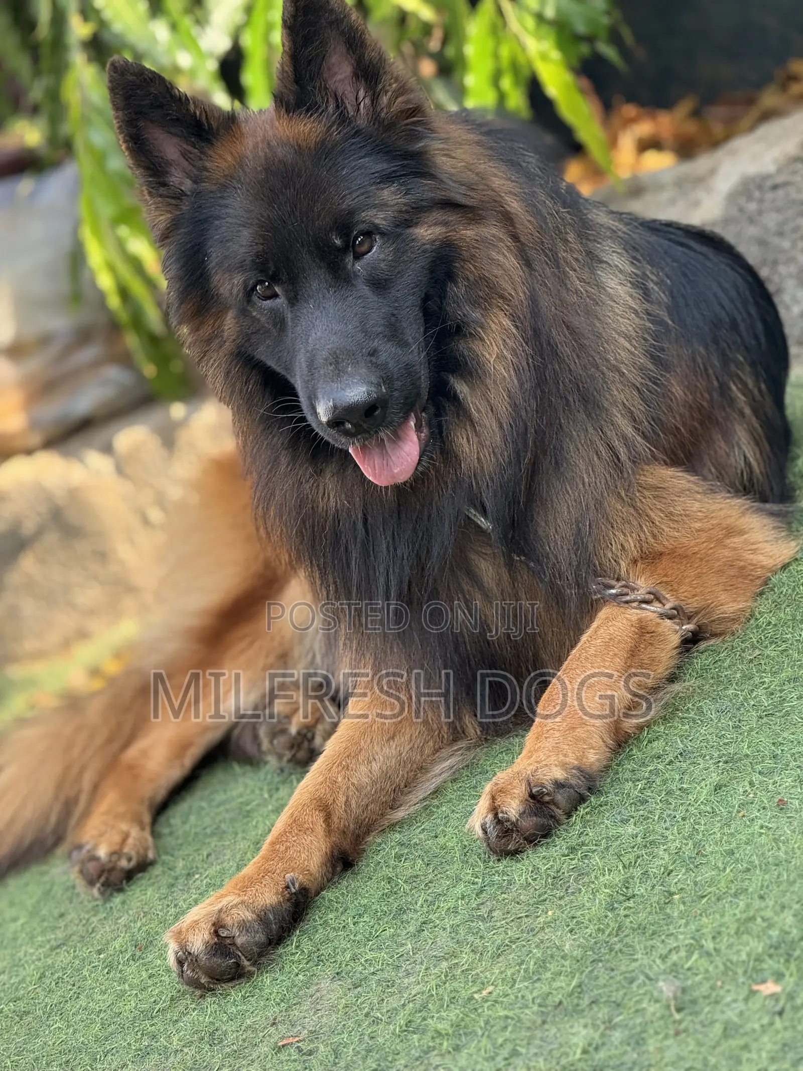 6-12 months Male Purebred German Shepherd