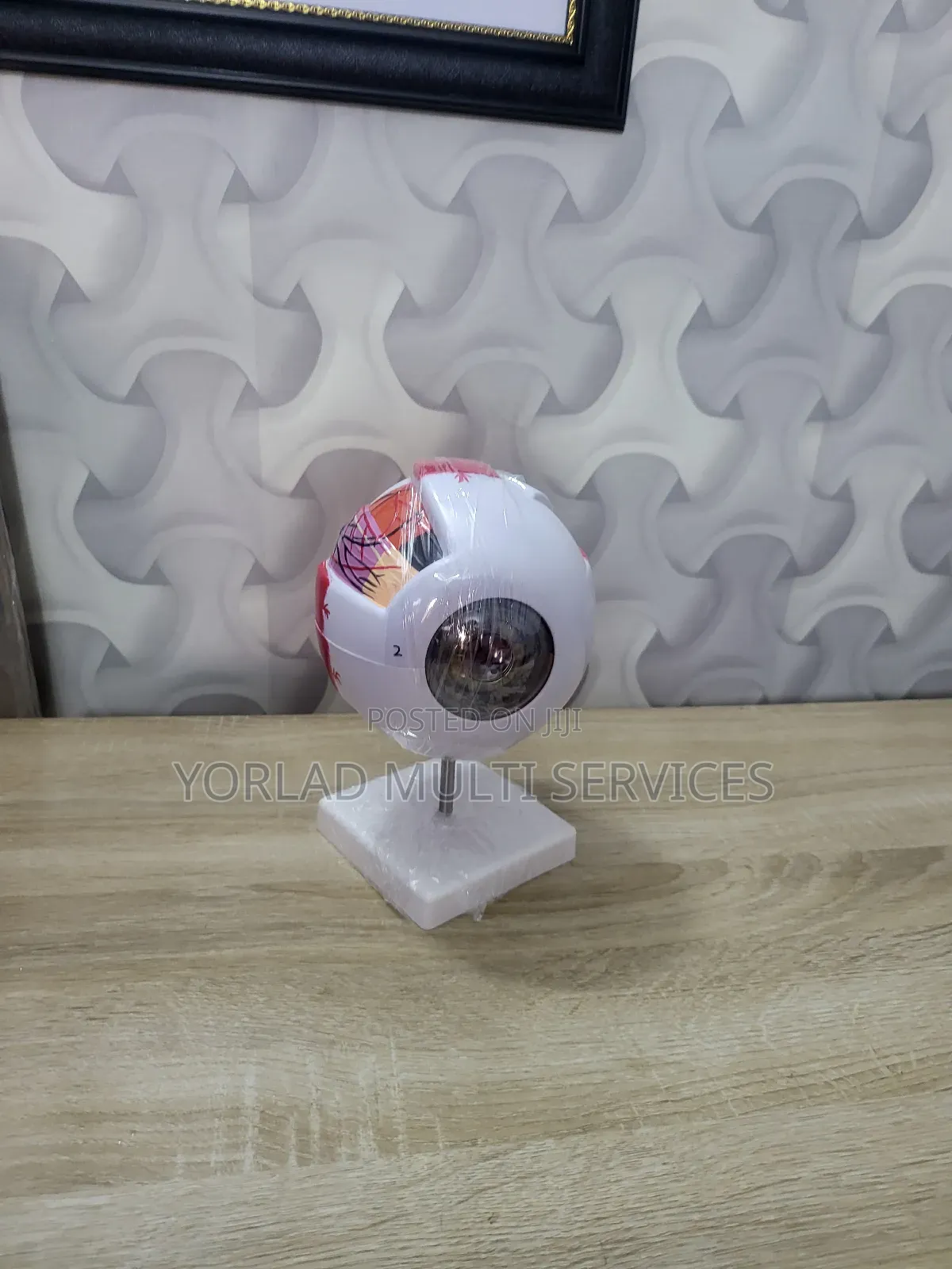 Eye Model Eye Anatomy Eyeball