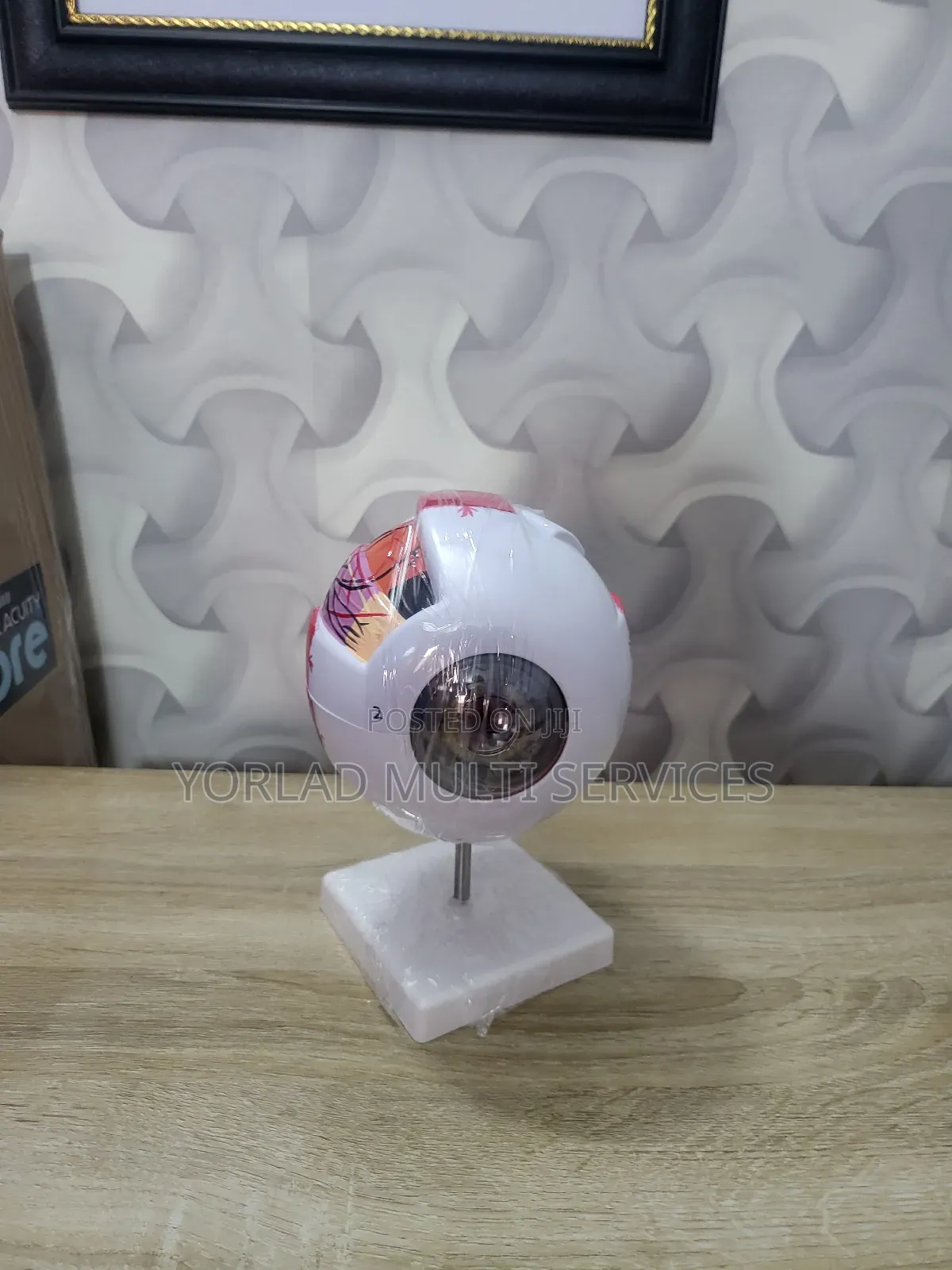Eye Model Eye Anatomy Eyeball