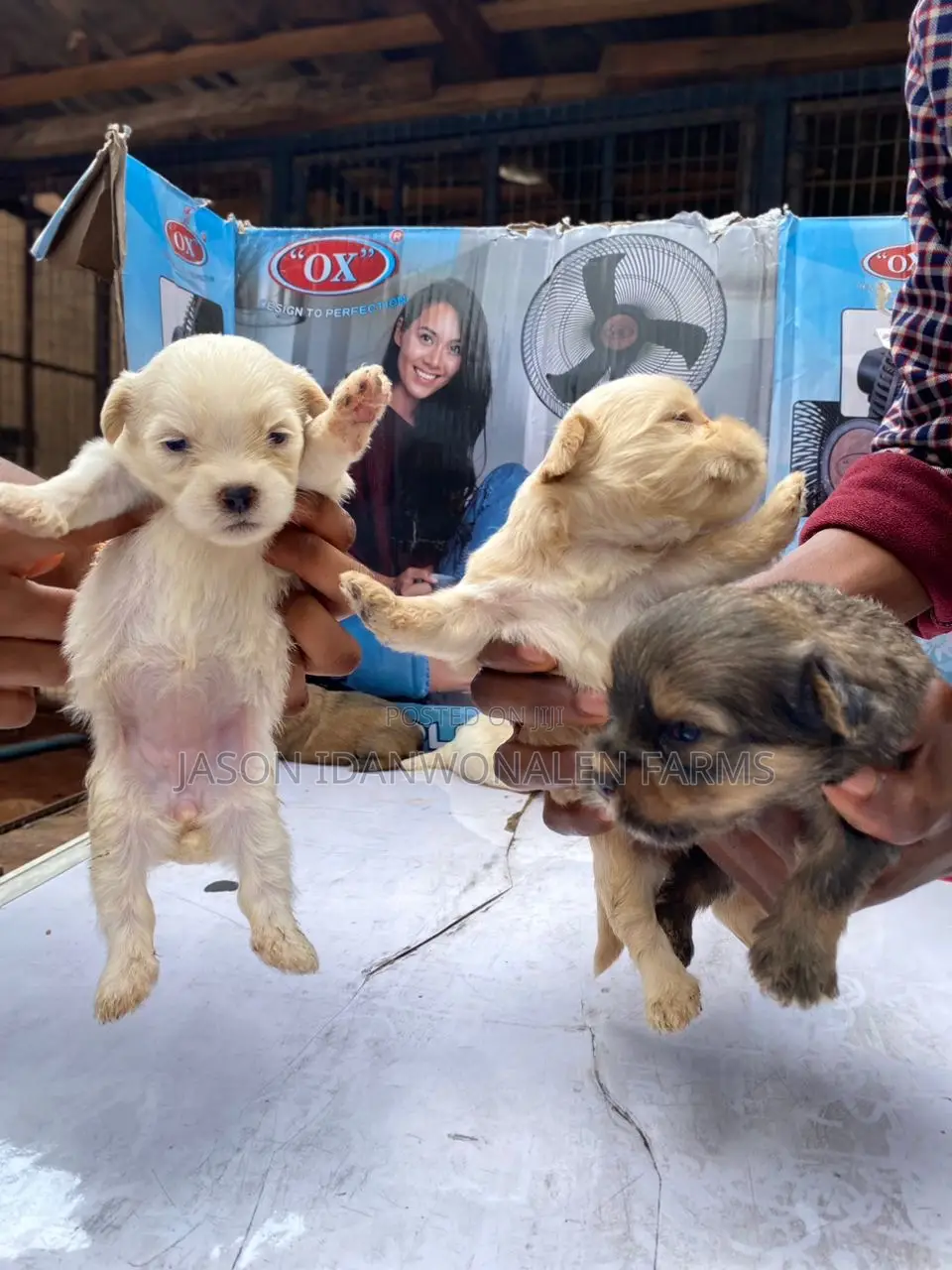 0-1 month Female Purebred Lhasa Apso