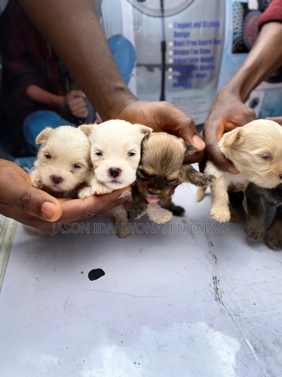 0-1 month Female Purebred Lhasa Apso