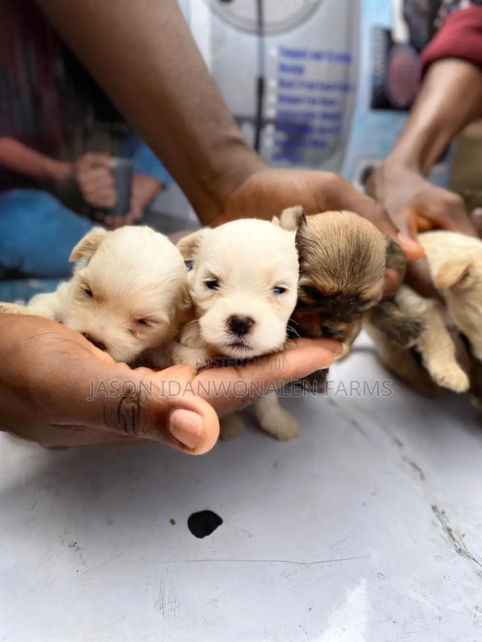0-1 month Female Purebred Lhasa Apso