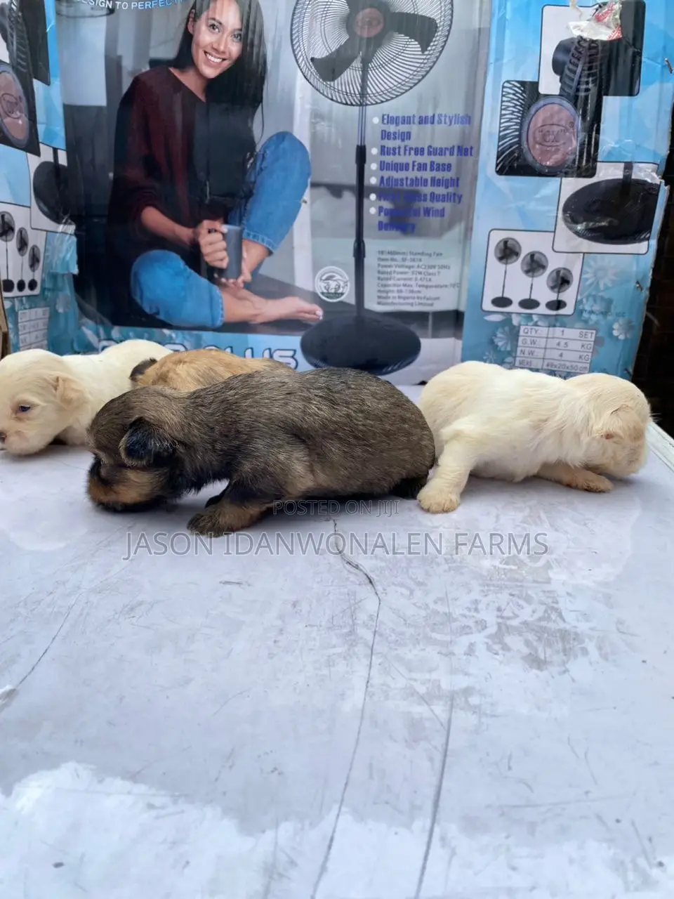 0-1 month Female Purebred Lhasa Apso