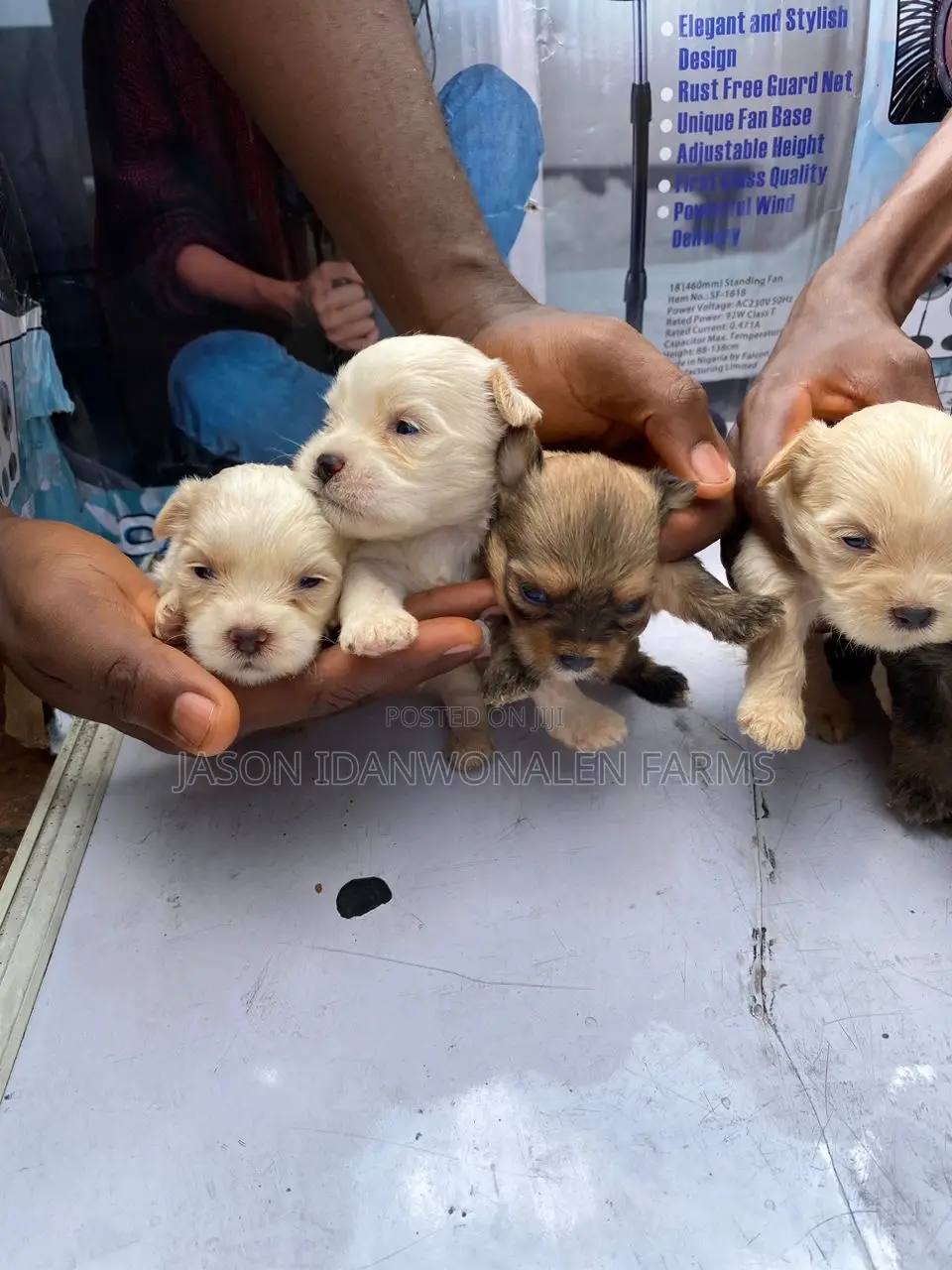 0-1 month Female Purebred Lhasa Apso