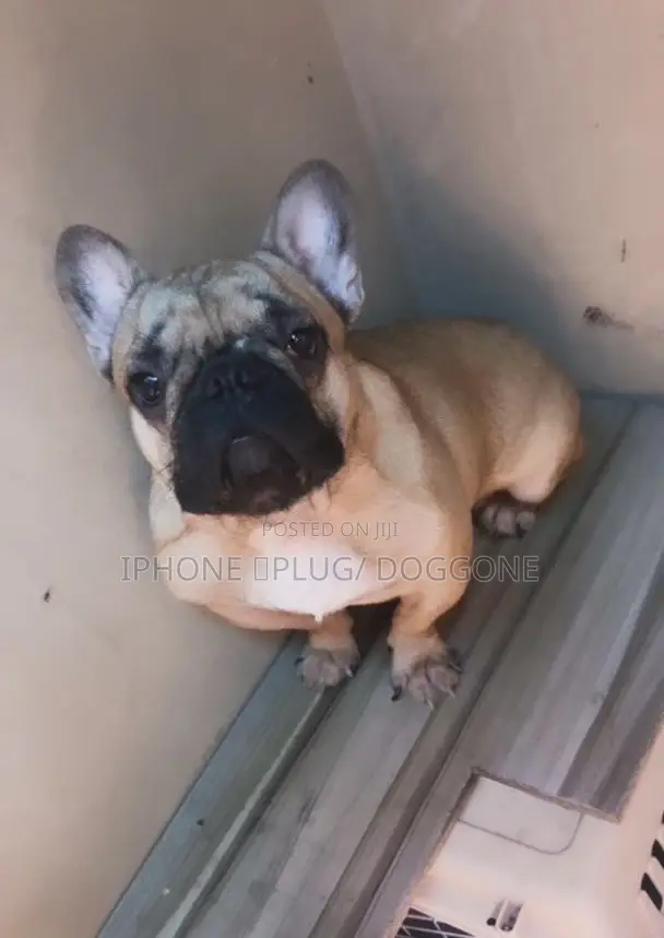 6-12 months Male Purebred French Bulldog