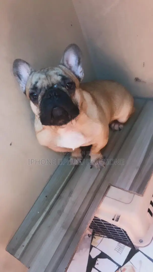 6-12 months Male Purebred French Bulldog
