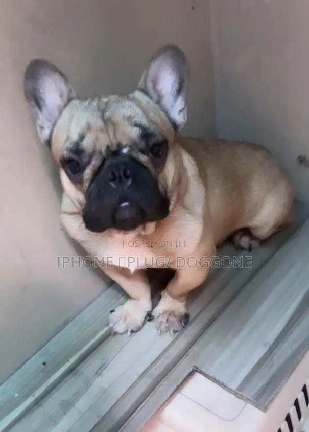 6-12 months Male Purebred French Bulldog
