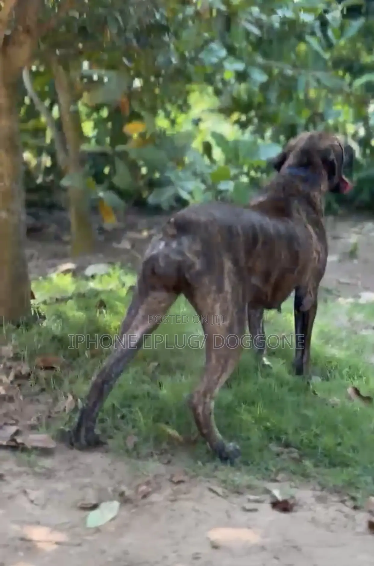 6-12 months Female Purebred Boerboel
