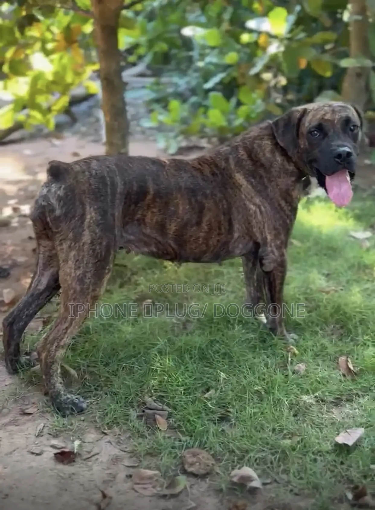 6-12 months Female Purebred Boerboel