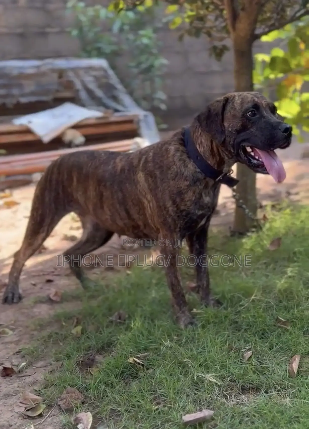 6-12 months Female Purebred Boerboel